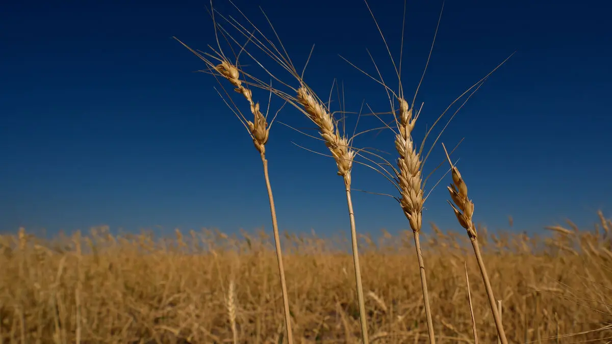 World Food Prices Reach Highest Level Since 2022