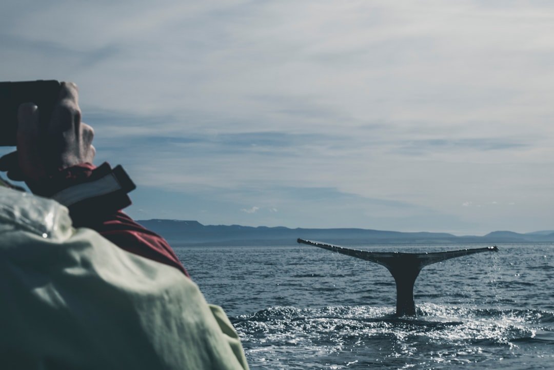 Iceland Plans Legislation to End Commercial Whaling Permanently