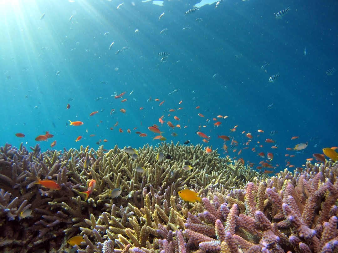 Jeju’s Slumping Soft Corals Raise Alarm Over Rapid Ocean Change