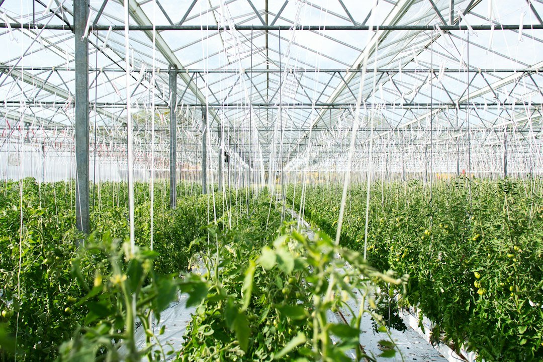 Turkey’s Tomato Exports Rise Above $304 Million in Nine Months